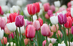 Campo de tulipanes